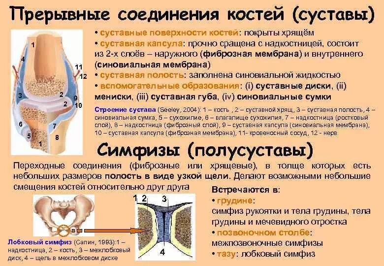 Чем покрыты суставные поверхности костей. Прерывные соединения суставы. Прерывные подвижные соединения костей называются. Строение прерывных соединений костей. Прерывные соединения костей.