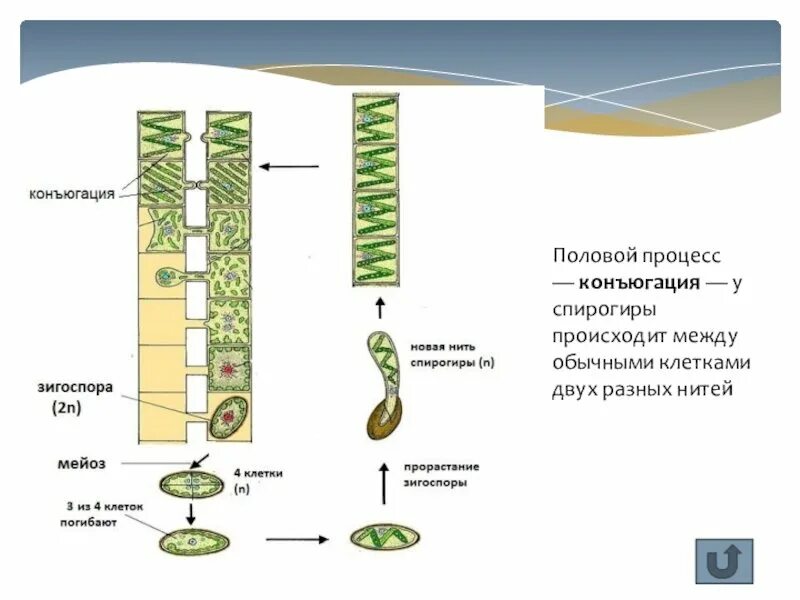 Спирогира развитие. Размножение спирогиры конъюгация. Вегетативное размножение спирогиры. Жизненный цикл спирогиры ЕГЭ. Бесполое размножение спирогиры.