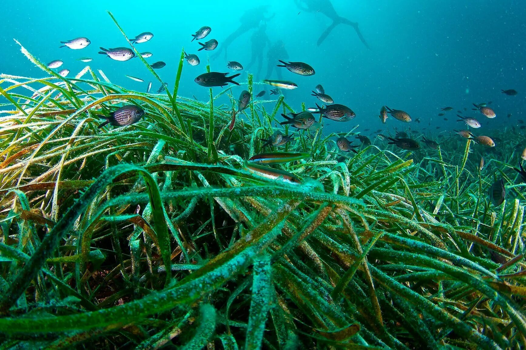 Посейдония океаническая. Посейдония водоросли. Посидония водоросль. Посидония Океанская.