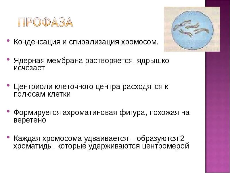 Спирализация хромосом происходит в ответ. Спиридизацич хромосом. Спирализация хромосом. Процесс спирализации хромосом. Спирализация и конденсация хромосом.