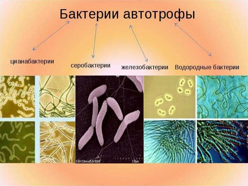 Приведите 3 примера бактерий. Серобактерии автотрофы. Автотрофные бактерии фототрофы хемотрофы. Цианобактерии хемотрофы. Аутотрофные микроорганизмо.