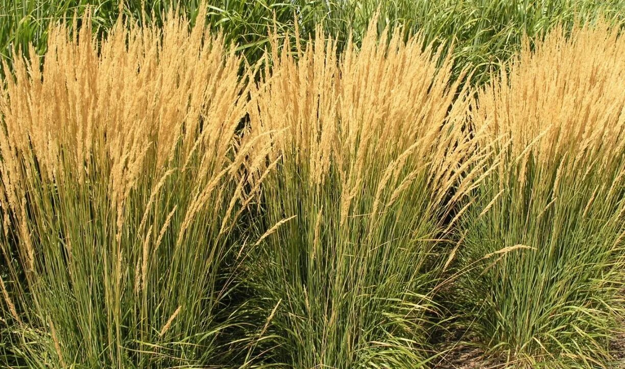 Род злаковых. Вейник Karl Foerster. Вейник остроцветковый (Calamagrostis acutiflora). Вейник остроцветковый (Calamagrostis acutiflora 'Karl Foerster').