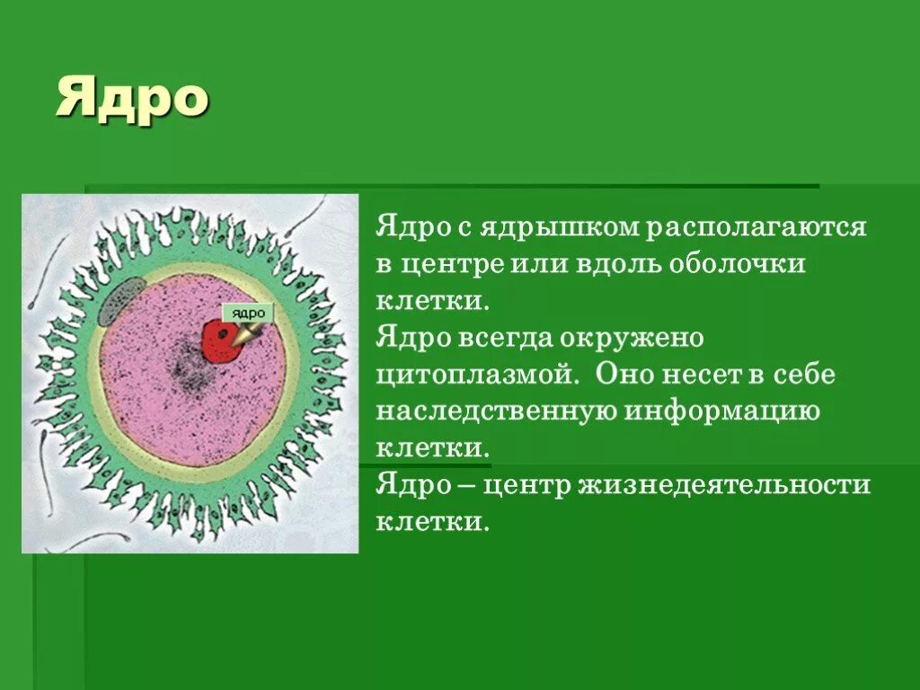 Строение ядра клетки растения. Ядро и ядрышко растительной клетки. Строение ядрышка растительной клетки. Особенности строения ядра клетки растений. Растительная клетка наличие ядра