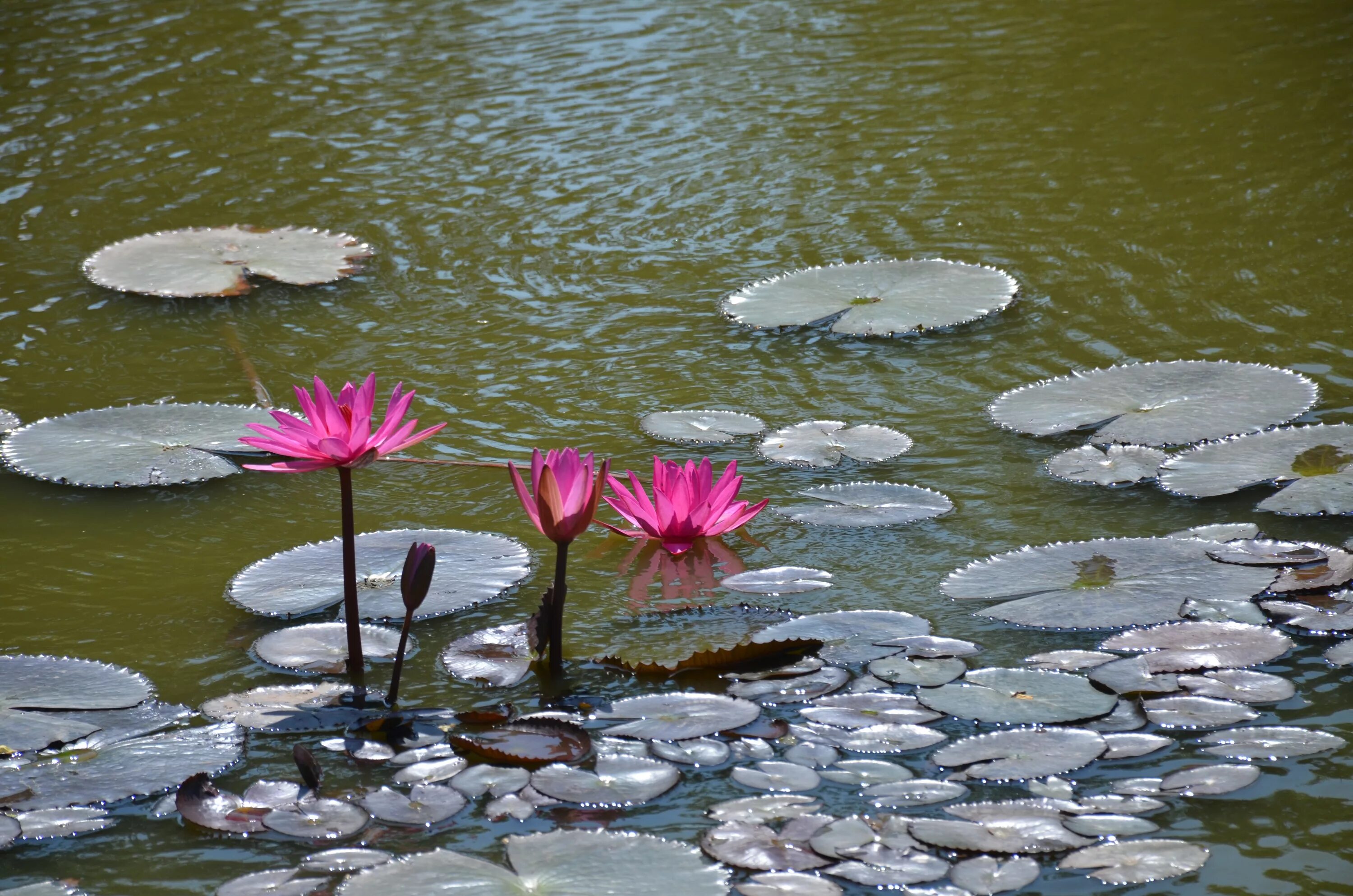 Цветочный пруд 22. Нимфеи-прудовые. Озеро с кувшинками. Пруд с кувшинками. Озеро с лилиями.