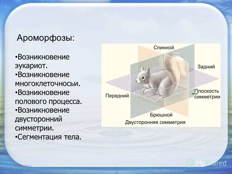 появление двусторонней симметрии ароморфоз. появление двусторонней симметрии ароморфоз. возникновение членистых конечностей, покрытых хитином. ароморфозы протерозойской эры. появление двусторонней симметрии ароморфоз.