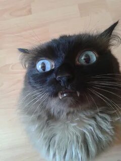 Странный коте