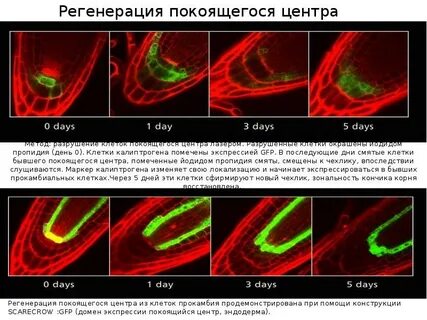 Покоящийся центр