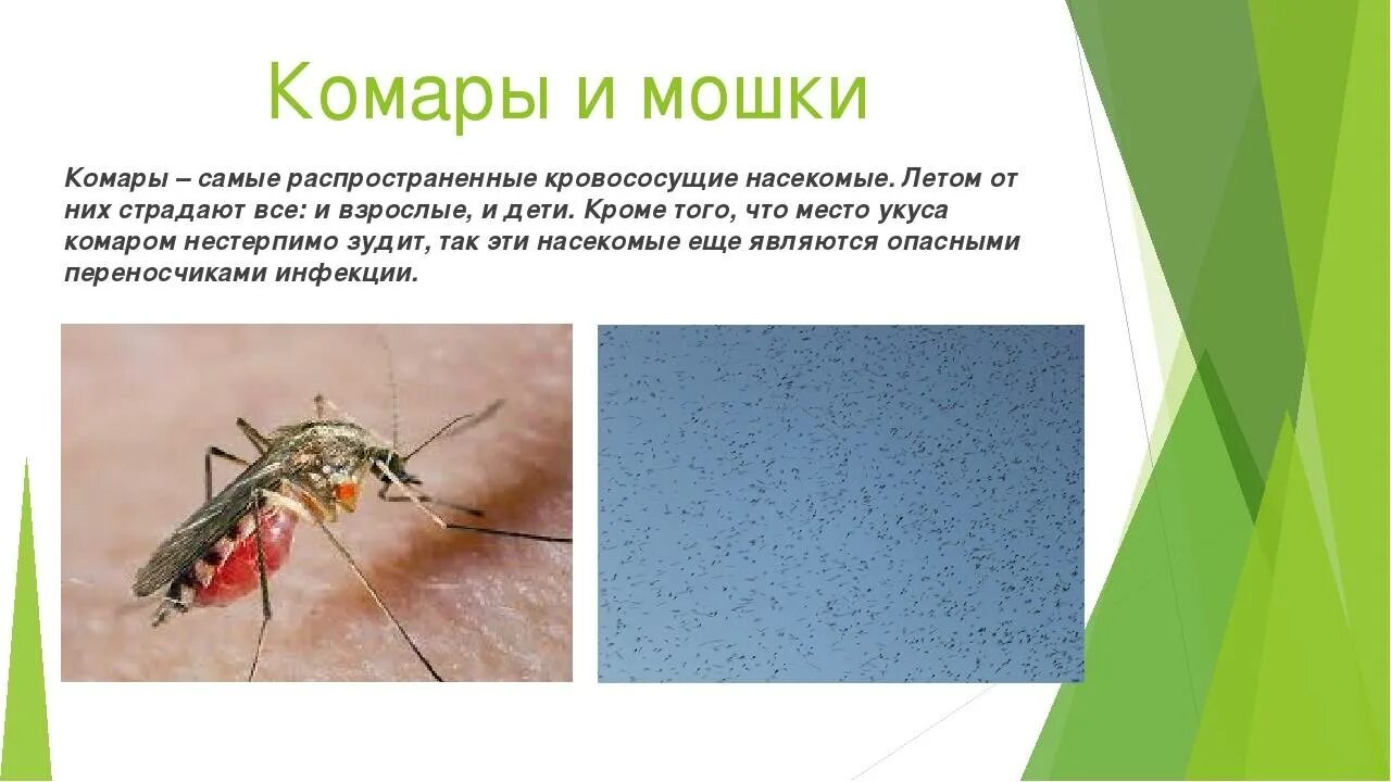 Будут ли люди есть насекомых