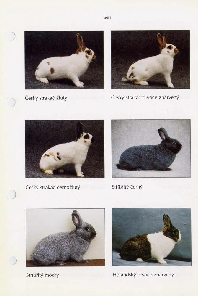 Породы кроликов. Породы кролей. Породы кроликов с фотографиями. Породы домашних кроликов с фотографиями и названиями. Определить породу по описанию