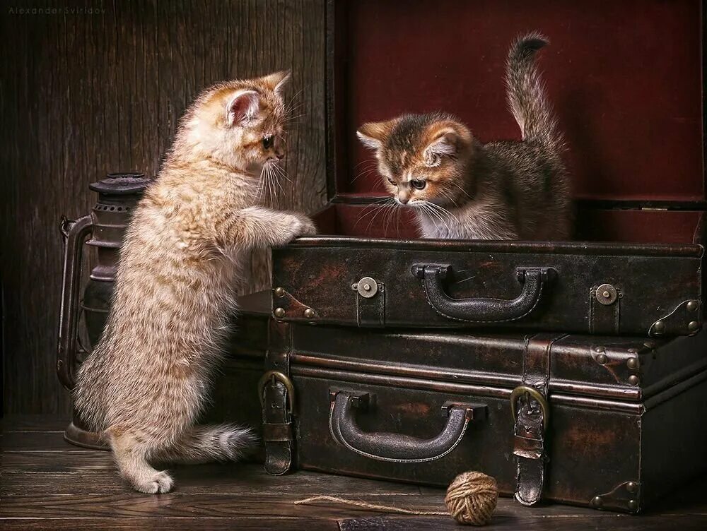 Alexander котик. Александр свиридов, фотохудожник. alexander sviridov фотограф. котик с чемоданом. веселые коты с чемоданами.