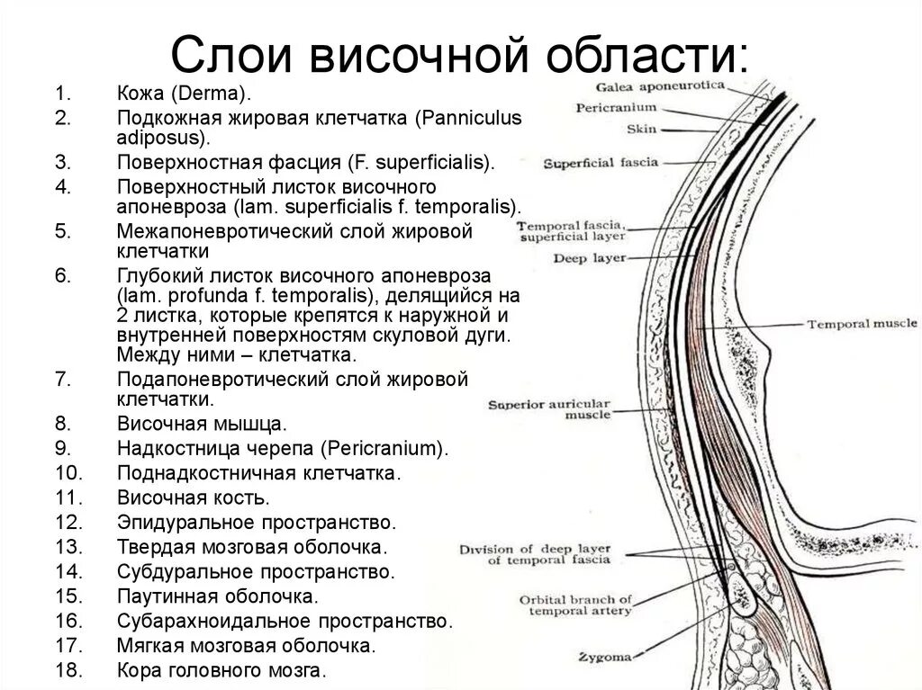 Послойная топография височной области топографическая анатомия. Клетчаточные пространства височной области. Слои свода черепа схема. Клетчаточные пространства головы в височной области. Слои свода