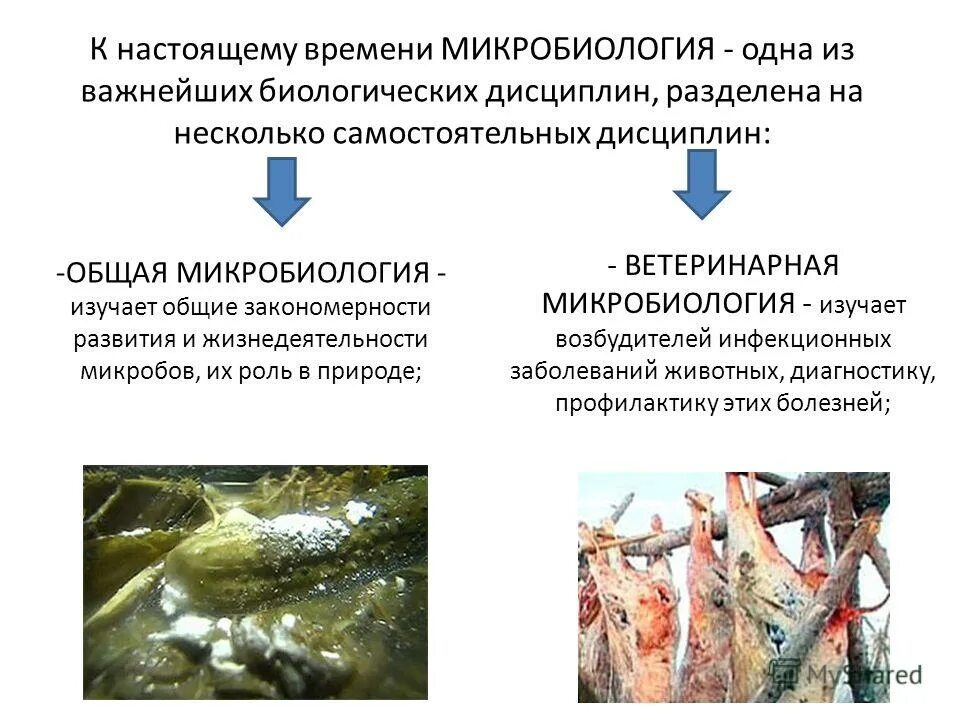 Стабильность температур. Один из важных биологических. Организм человека. Один из важных биологических. Структурная функция липидов пример.