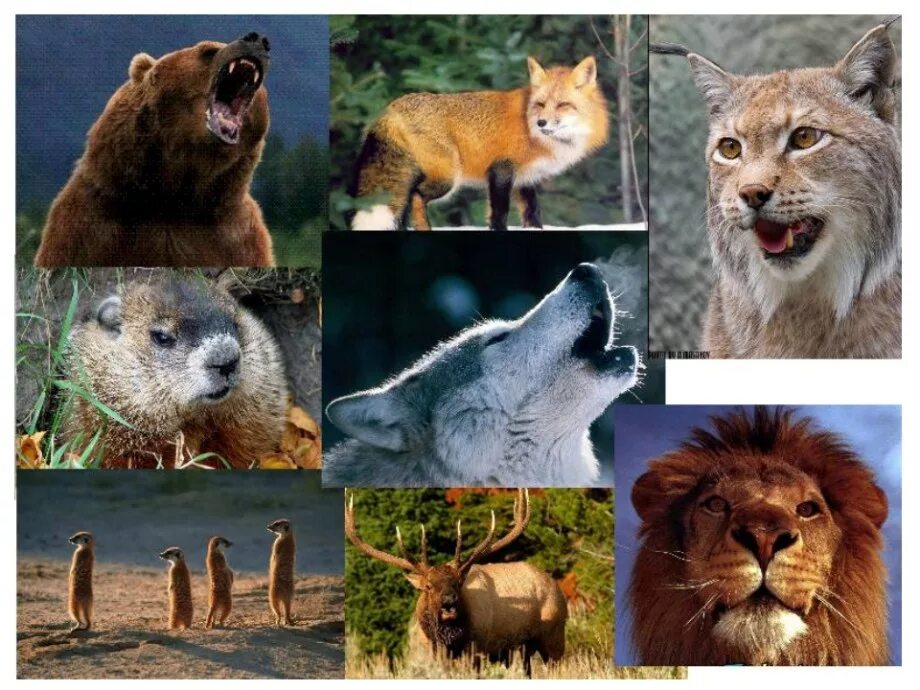 Жизнь животных в разное время. Хищные животные. Хищные звери. Дикие животные на одной картинке. Дикие звери в природе.