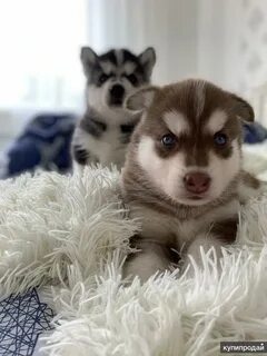 Щенки хаски в добрые
