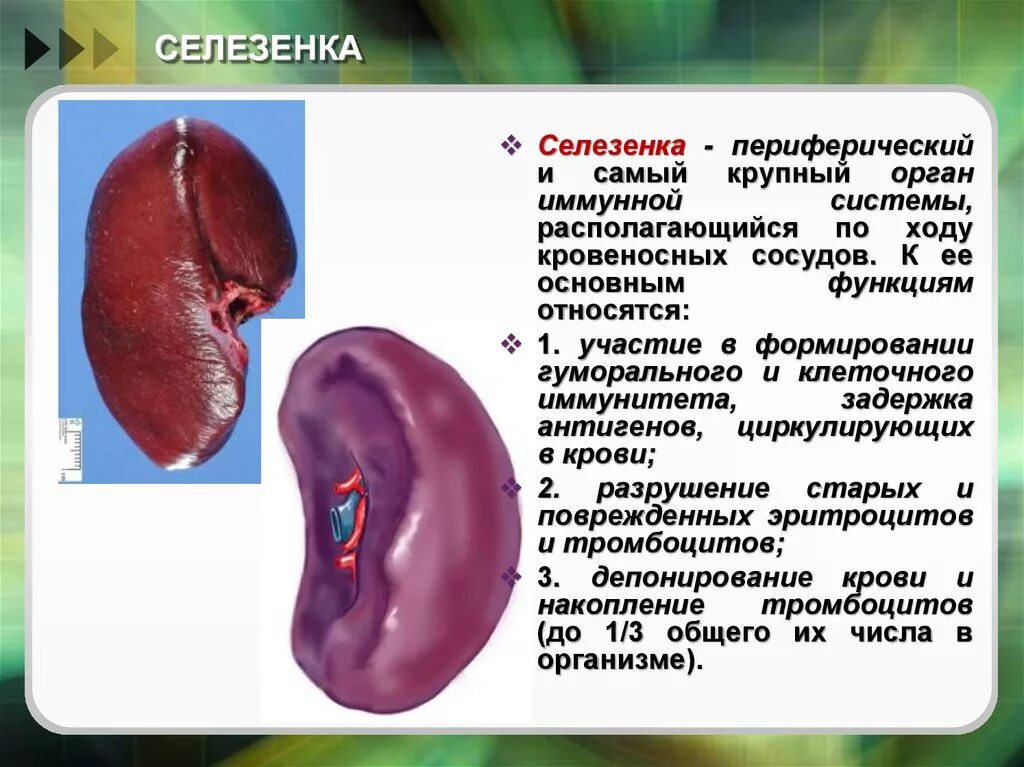 Селезенка определение. Иммунная функция селезенки. Селезенка кроветворный орган. Селезенка 4 класс функции. Селезенка функции кратко.