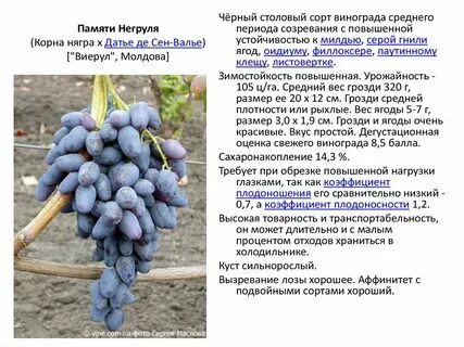 Самые полезные сорта винограда