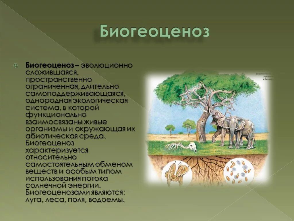 Биогеоценоз. Биогеоценоз это в биологии. Биогеоценоз эволюционно сложившаяся. Экосистема и биогеоценоз. Биогеоценоз основа