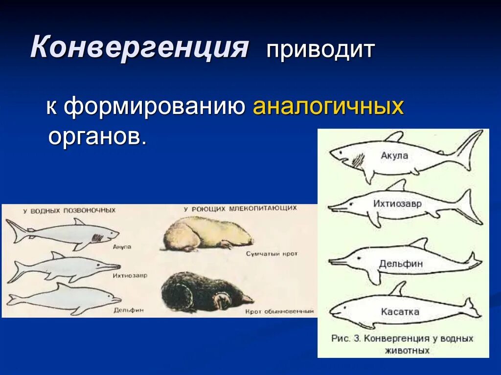 Дивергенция конвергенция параллелизм. Конвергенция у животных. Дивергенция и конвергенция схема. Конвергенция дивергенция параллелизм схема. Формы эволюционных изменений