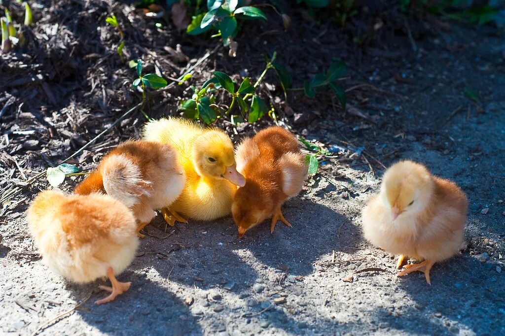 К чему снятся цыплята женщине живые маленькие. Цыпленок и утенок. Цыплята домашние. Маленькие цыплята. Цыплята утята гусята.