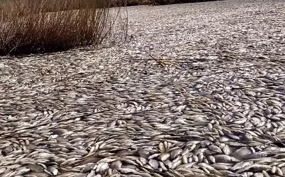 Гибнет рыба. Уварово замор рыбы. Замор рыбы Астрахань. Массовая гибель рыбы.