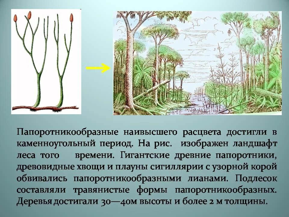 В каком периоде жили древовидные растения. Древние Папоротникообразные древовидные. Леса из древних папоротников хвощей и плаунов. Древовидные папоротники хвощи и плауны. Каменноугольный период растения.