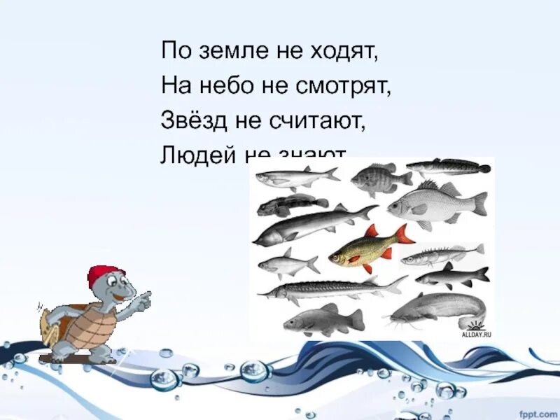 Кто такие рыбы 1 класс окружающий мир. Презентация про рыб 1 класс окружающий мир. Окружающий мир 1 класс кто такие рыбы презентация. Группы рыбы для 1 класса. Презентация рыбы 1 класс окружающий мир школа России.