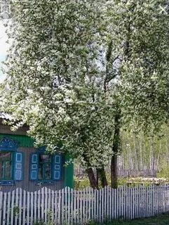 Песня вот цветет черемуха а рядом