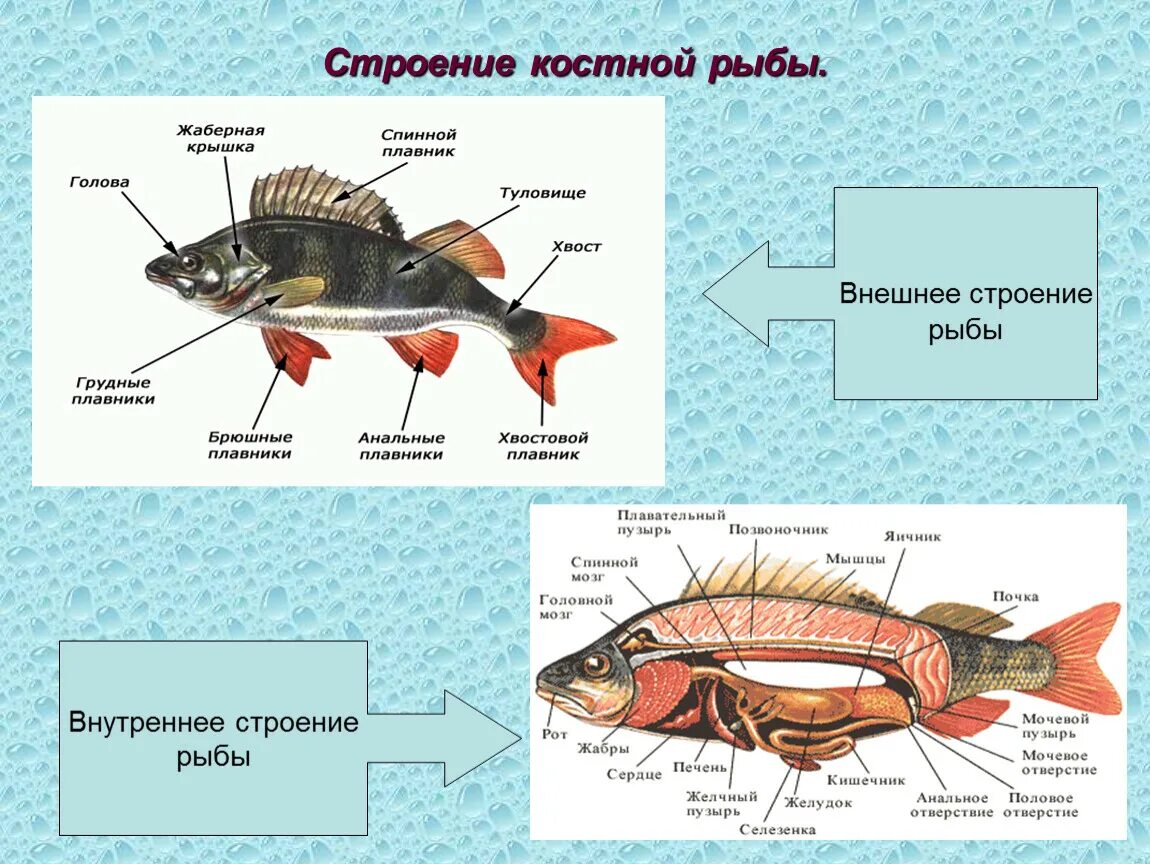 Особенности строения щуки. Строение костных рыб 7 класс биология. Внешнее строение костных рыб. Внешнее строение костных рыб 7 класс. Внешнее строение рыбы особенности строения.