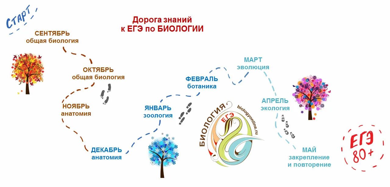 ЕГЭ по биологии. План подготовки к ЕГЭ биология. План подготовки к ЕГЭ по биологии 2024. План подготовки к ЕГЭ по биологии самостоятельно.