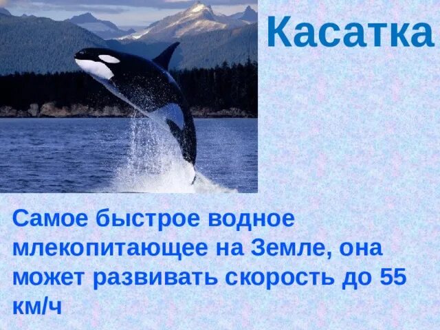 Загадка про касатку. Самые интересные факты о касатках. Самое быстрое водное млекопитающее. Загадка про касатку для детей. Касатка кратко