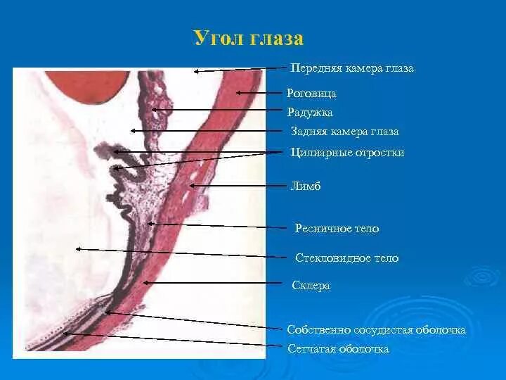 Угол глаза препарат гистология. Строение угла глаза гистология. Угол глаза анатомия.