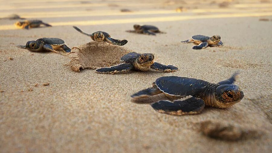 Выпустим черепаху. Морские черепахи вылупляются. Морская черепаха и Черепашата. Маленькие Черепашата. Морские черепахи маленькие.