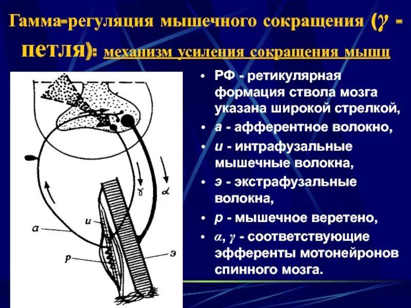 Механизм мышечного сокращения схема. Механизм мышечного сокращения этапы. Механизм сокращения мышечного волокна схема. Схема мышечного сокращения физиология. Механизм мышечного сокращения схема.