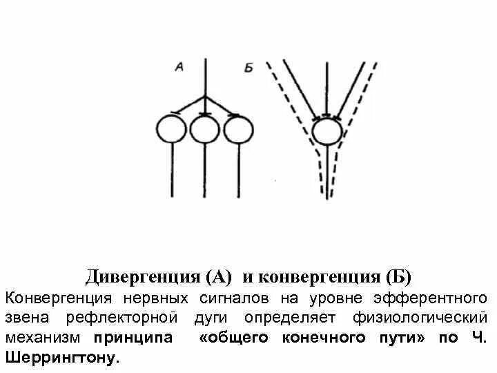 Дивергенция и конвергенция. Конвергенция схема. Дивергенция конвергенция параллелизм. Дивергенция это кратко и понятно.