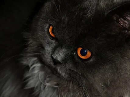 Кот с красными глазами