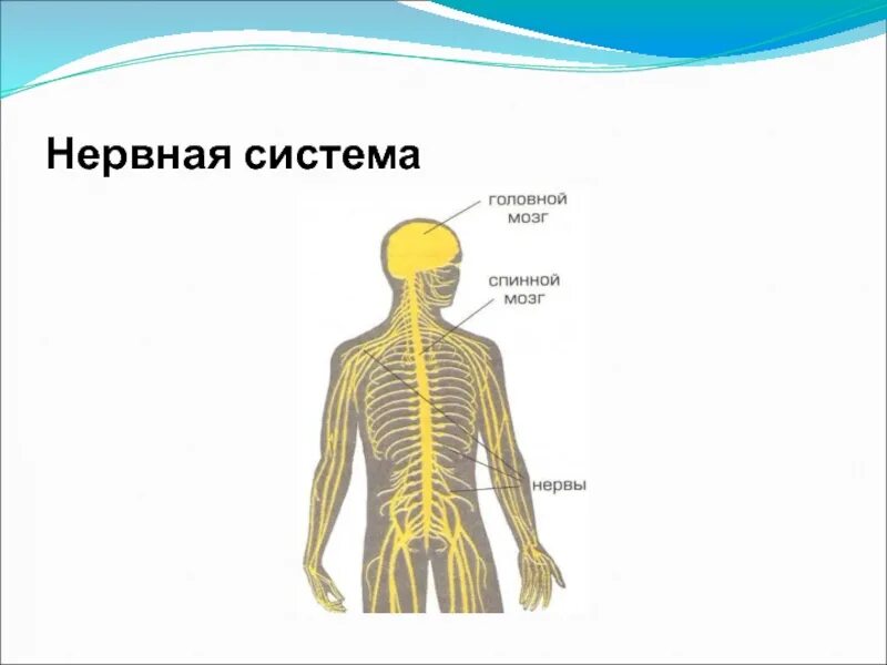 Нервная система человека 4 класс окружающий мир. Нервная система человека 4 класс окружающий мир схема. Нервная система человека 3 класс окружающий. Нервная система человека схема 3 класс окружающий мир.