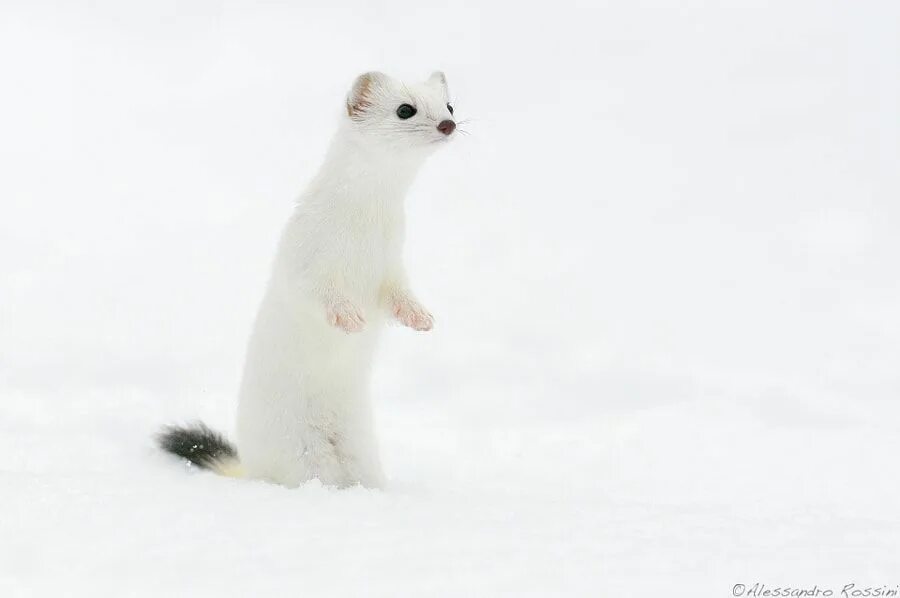 хищный зверек ласка. песковатка лискинский район турбаза. турбаза лиски песковатка. лискинская турбаза. ласка зверек.