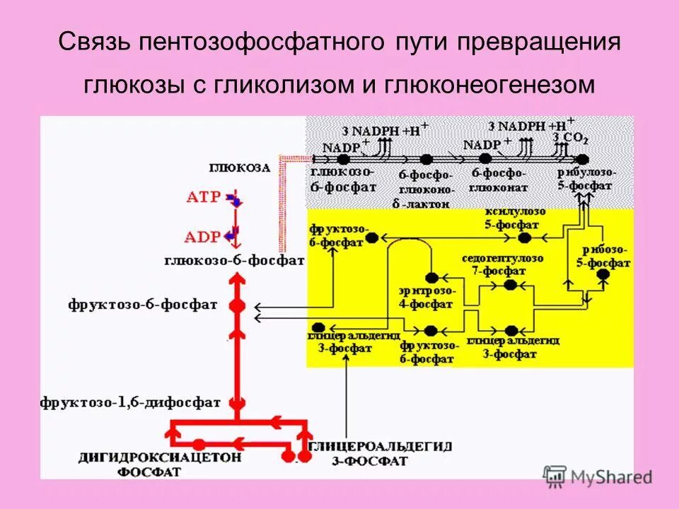 Превращение глюкозы в печени. Связь пентозофосфатного пути и гликолиза. Пентозофосфатный путь метаболизма Глюкозы. Пентозофосфатный шунт биохимия.