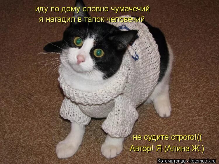 живопись шерстью. новый год котик. разутая на морозе. песня по морозу босиком к милому ходила. кошачьи следы на снегу.