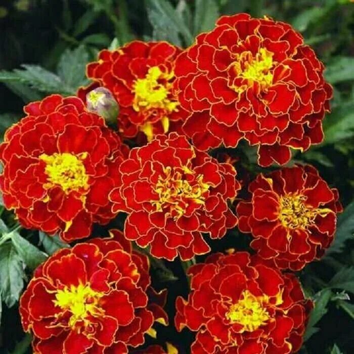 бархатцы красная брокада. бархатцы брокада. Marigold цветок. бархатцы отклоненные брокада. бархатцы красная брокада.