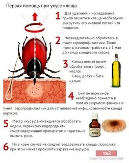 После укуса клеща профилактика какие таблетки