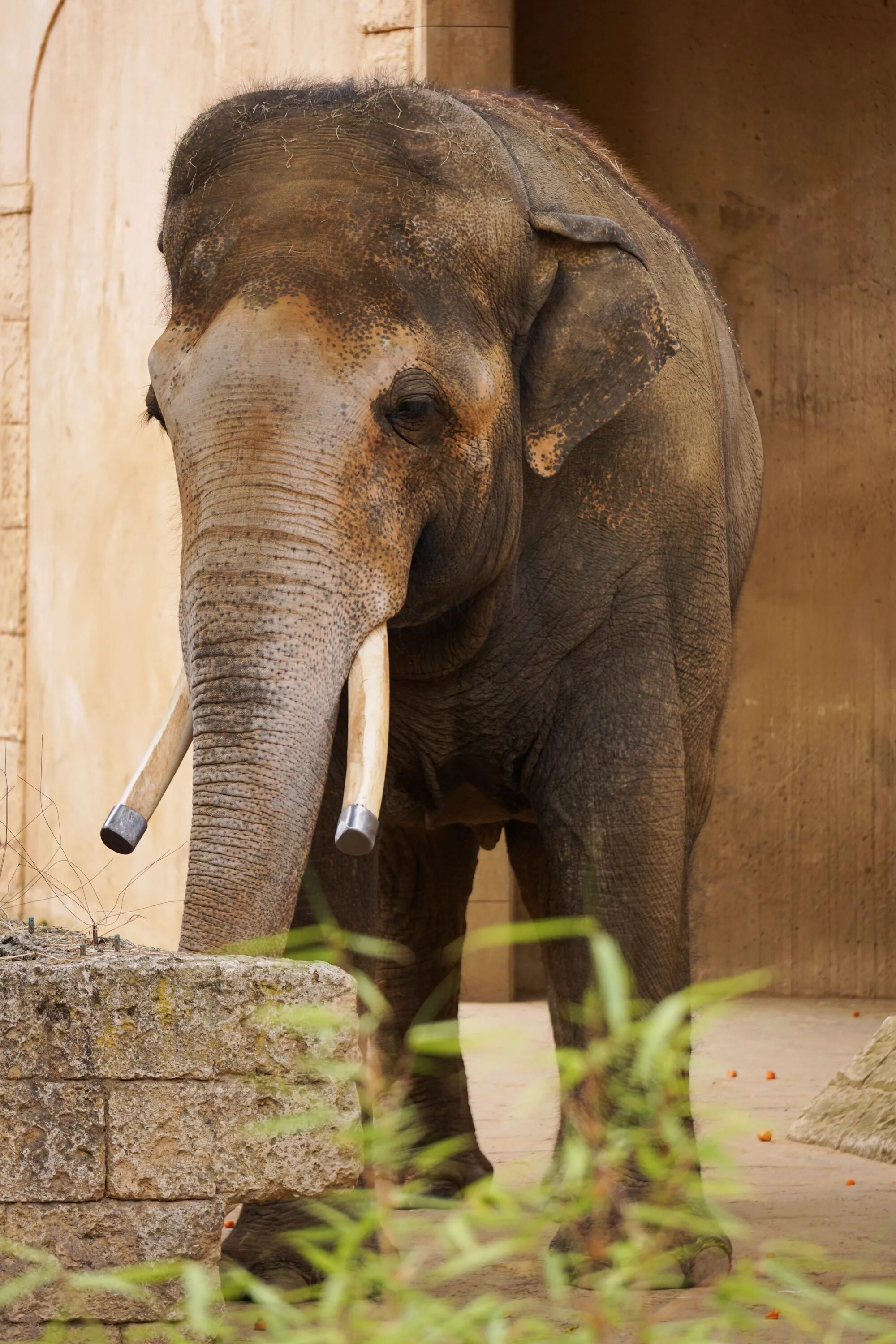 Бивни слона. Слоновий носик. Клыки слона. Слоны с бивнями. Elephant tusks