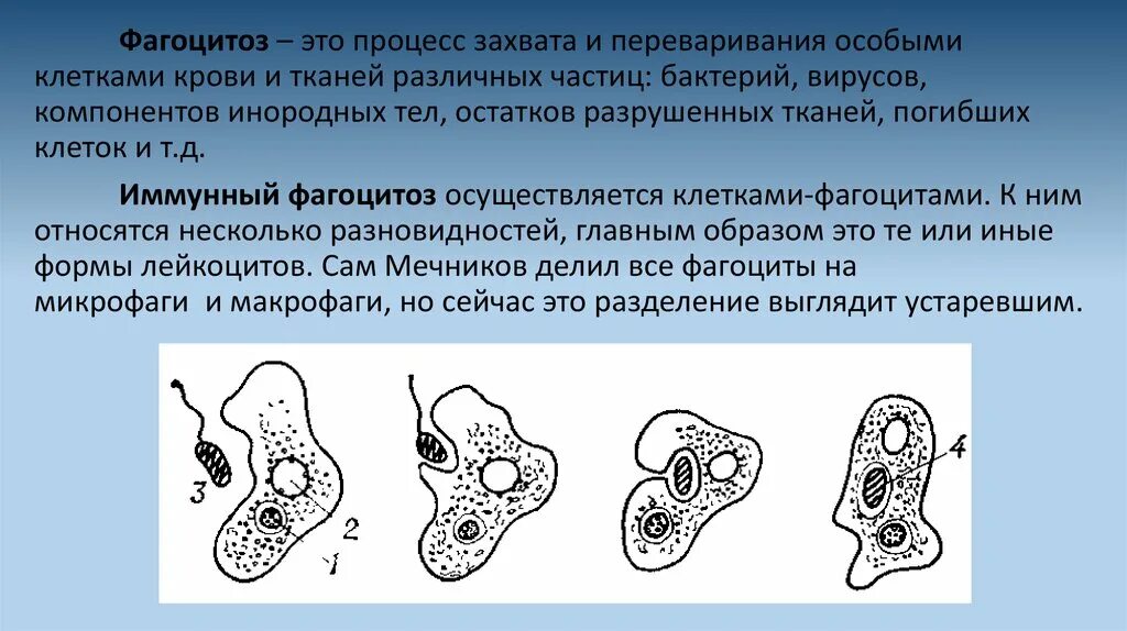 1882 Фагоцитоз. Фагоцитоз микробиология. Фагоцитоз лейкоцитов. Клеточный фагоцитоз. Фагоцитоз захват клеткой