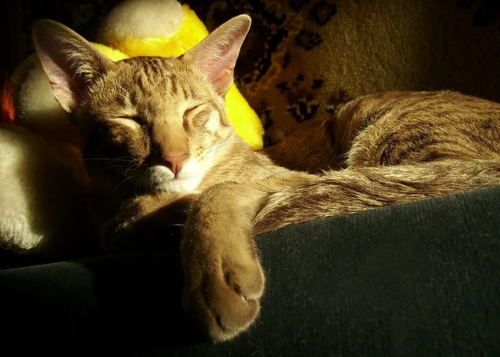 Сладкий котенок. Добрый день с кошками. Добрый кот ок. Котик в добре. Довольный кот.