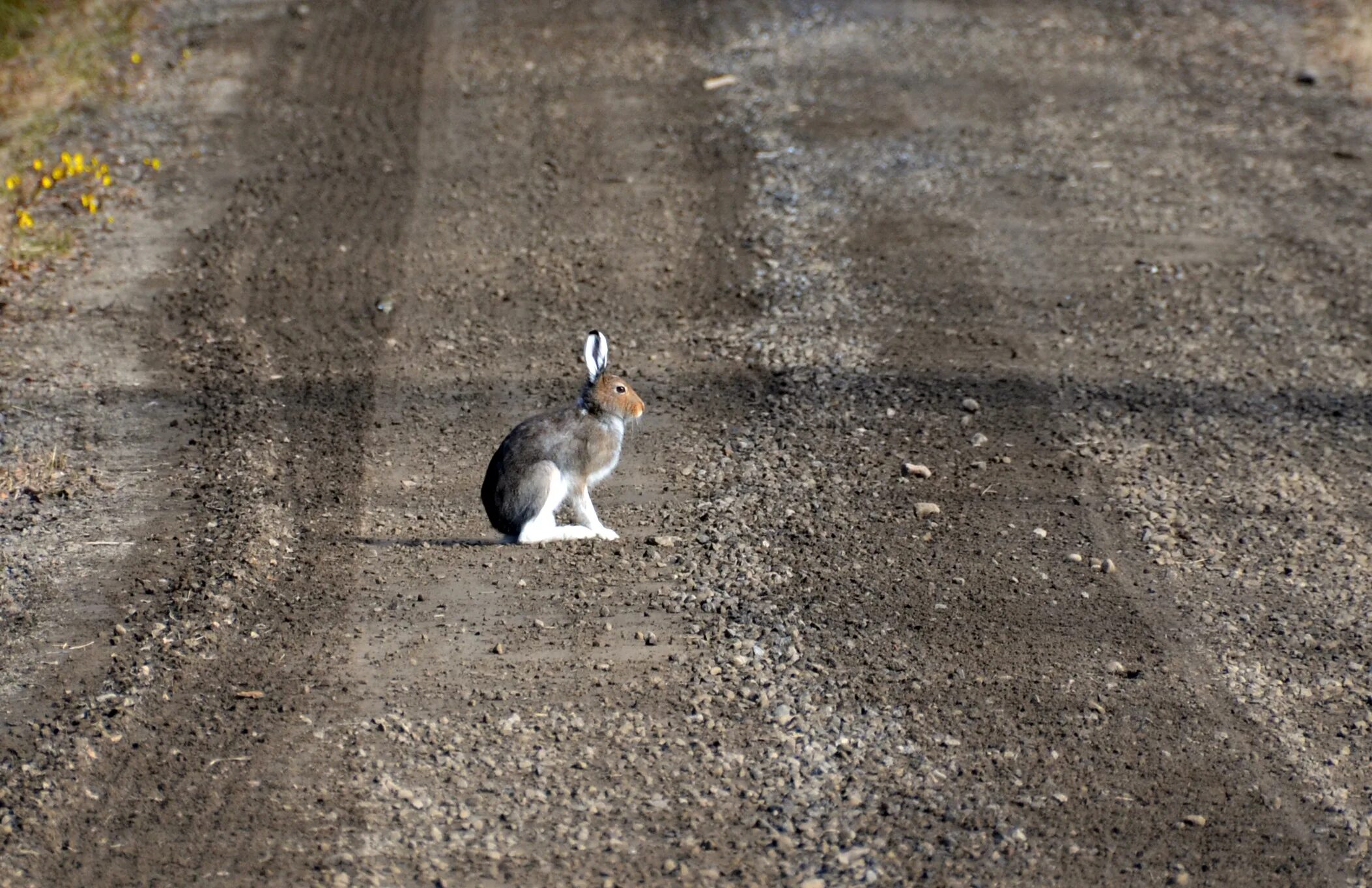 Заяц на дороге. Заяц перебегает дорогу. Заяц бежит. Заяц убегает.