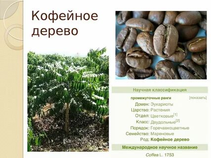 Абиссинский центр какие растения