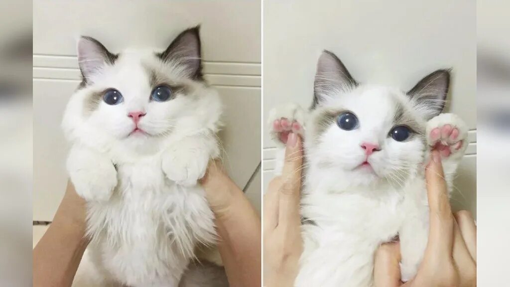 Petition Ban declawing of cats on the Big Island United States