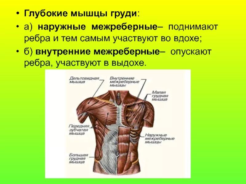 Глубокие мышцы груди. Мышцы груди, опускающие ребра. Мвгщы поднммаюшие ребра. Мышцы груди поверхностные и глубокие.