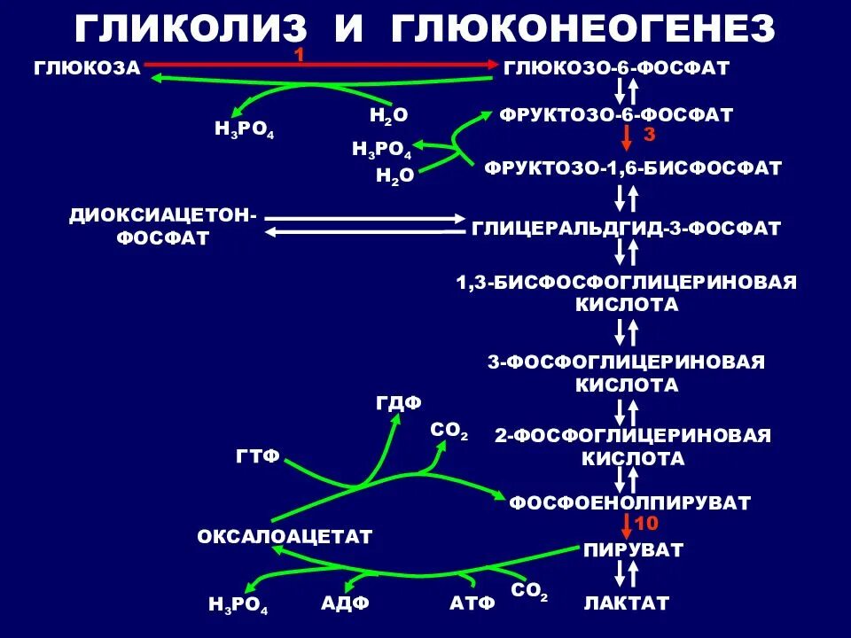 Общие реакции гликолиза и глюконеогенеза. Синтез Глюкозы - глюконеогенез. Гликогенолиз биохимия схема. Схема глюконеогенеза биохимия.