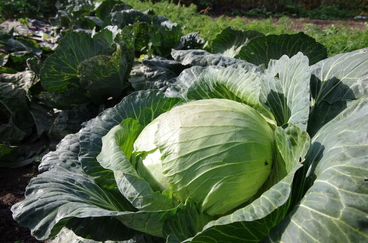 Капуста белокочанная агрессор f1 белокочанная. Капуста белокочанная агрессор f1. Семена капусты агрессор. Капуста б/к "агрессор" f1. Капуста белокочанная агрессор f1 белокочанная.